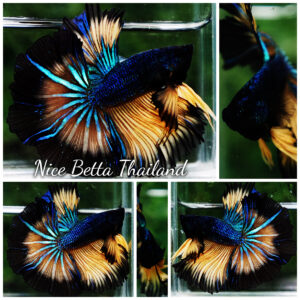 Betta fish Blue Mustard Gas Black Ring Sky Hawk OHM