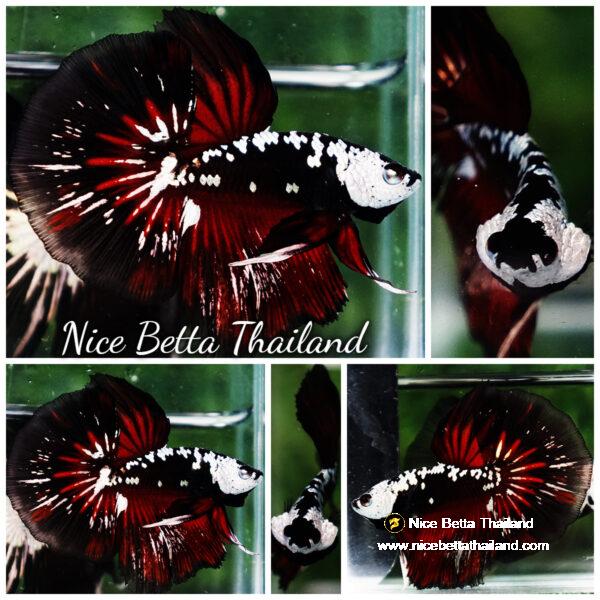 Betta fish Rare Vampire Shadow Black Samurai