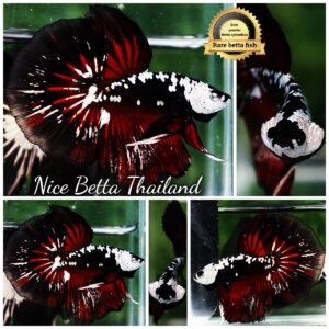 Betta fish Rare Vampire Shadow Black Samurai