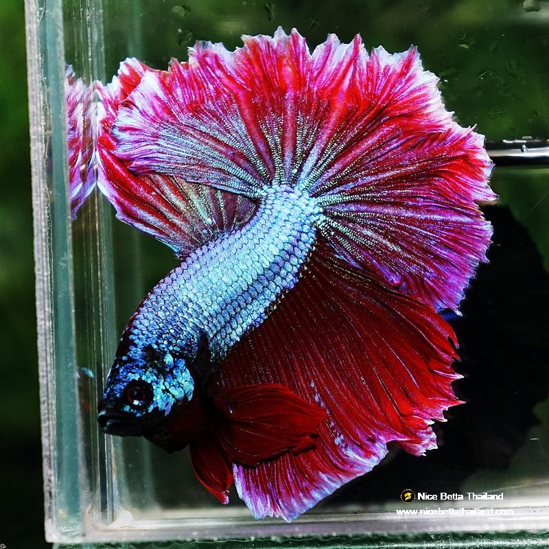 Betta fish Purple Royal Lavender Hawk Feather tail HM