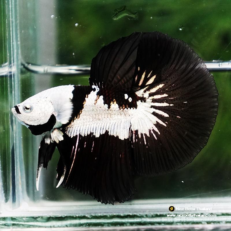 Betta fish Killer Shadow Black Star Samurai (Ultra Rare) HM