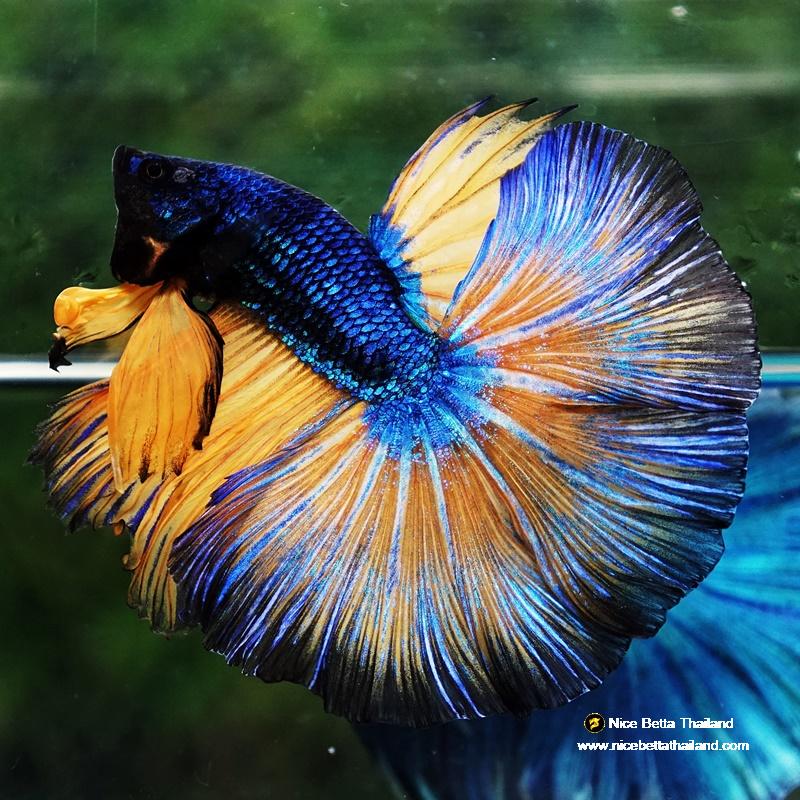 Betta fish Prince of Blue Mustard Gas OHM