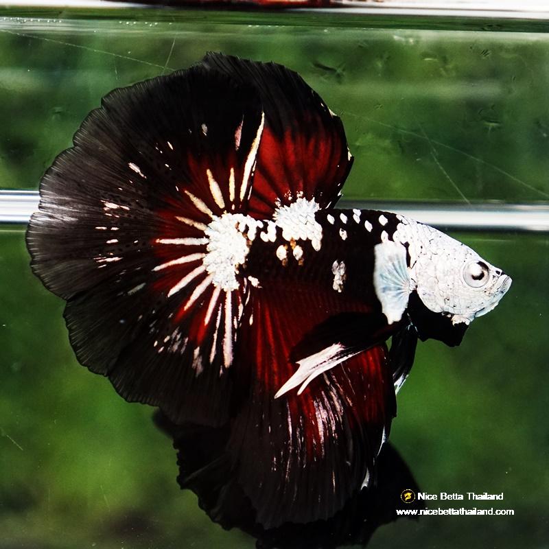 Betta fish Killer Shadow Vampire Black Star Samurai Helmet (Ultra Rare) HM