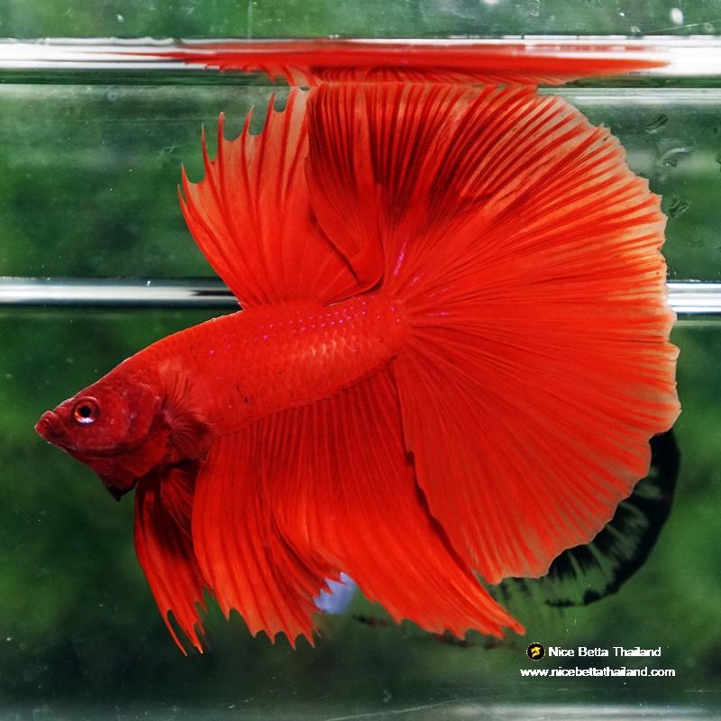 Betta fish Deep Super Red HM