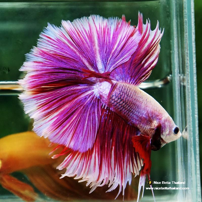 Betta fish Prince of Pink Lavender Hawk HS