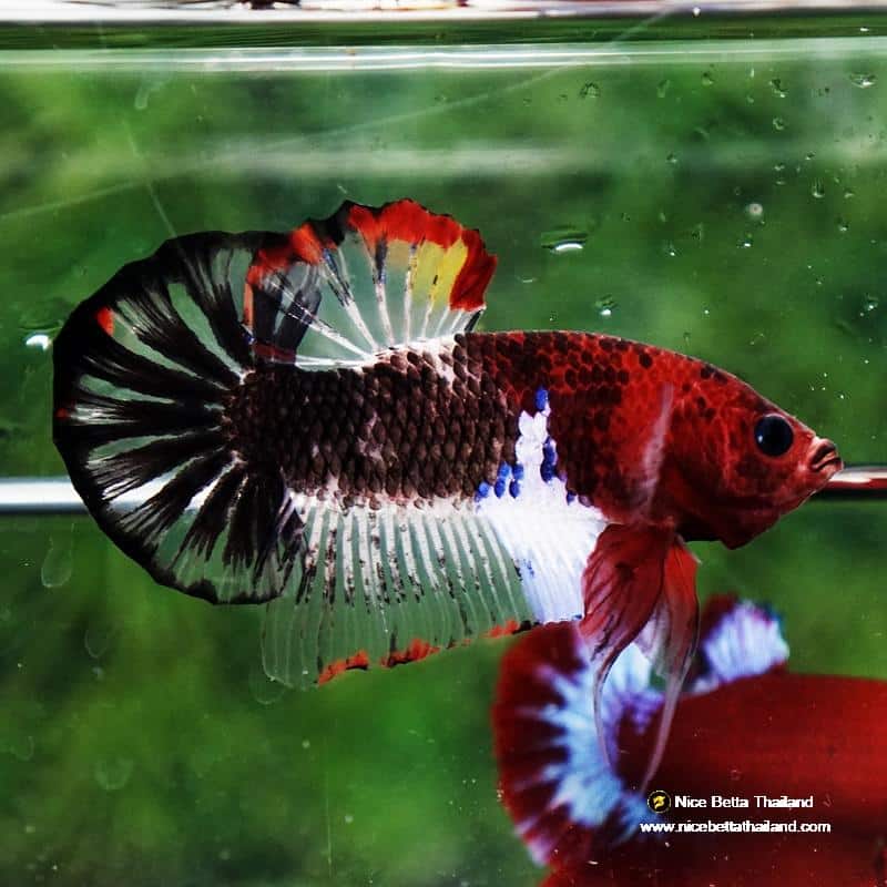 Betta fish Devil Warriors OHMPK