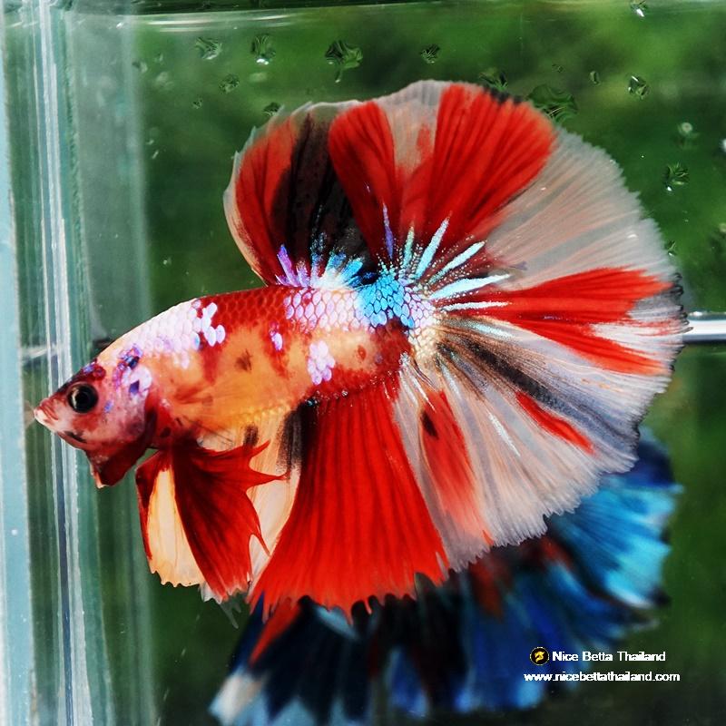 Betta fish Candy Nemo Classic OHM