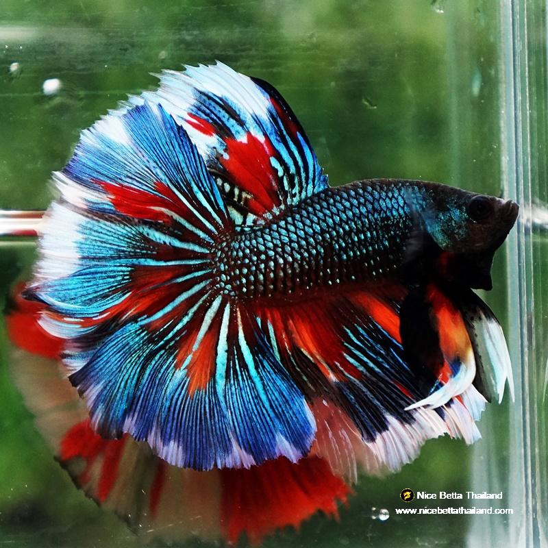 Betta fish Wild Nemo On Fire HM