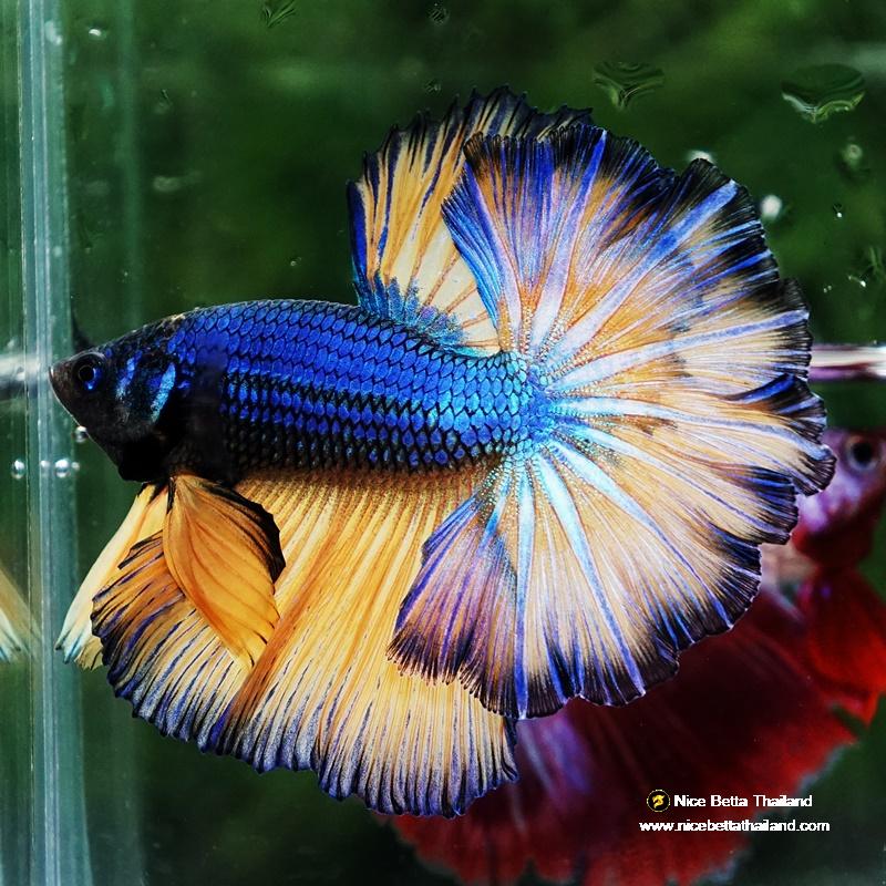 Betta fish Blue Dragon Mustard Gas Rosetail OHM