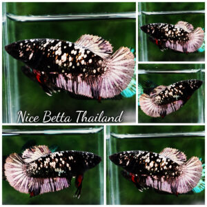 Betta fish Female Black Copper Avatar Galaxy HMPK