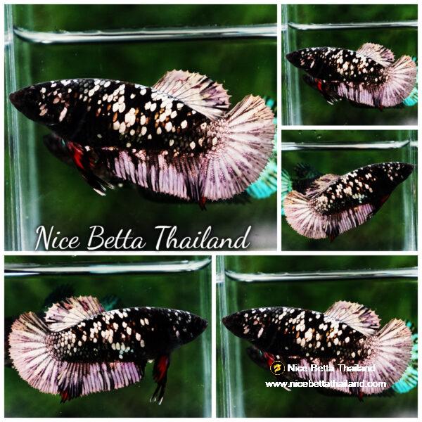 Betta fish Female Black Copper Avatar Galaxy HMPK