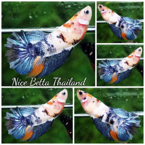 Betta fish Female Fancy Grey Nemo HM