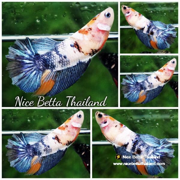 Betta fish Female Fancy Grey Nemo HM