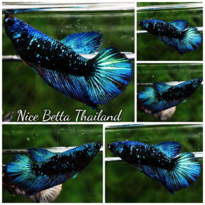 Betta fish Female Blue Black Star Avatar HM