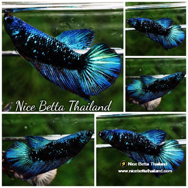 Betta fish Female Blue Black Star Avatar HM