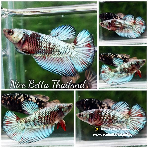 Betta fish Female Peacock Warriors HM