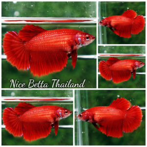 Betta fish Female Super Red HM