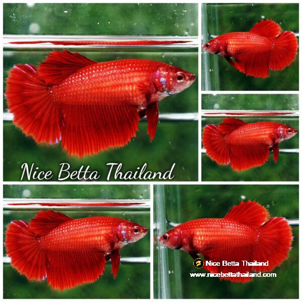 Betta fish Female Super Red HM