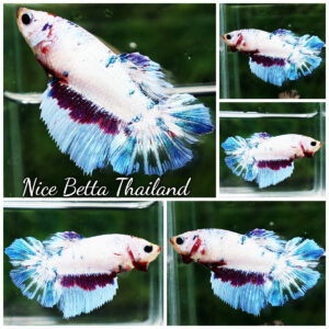 Betta fish Female Fancy Dragon HM