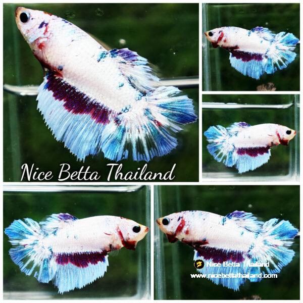 Betta fish Female Fancy Dragon HM