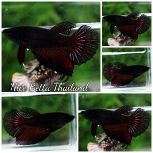 Betta fish Female Vampire Black Warriors HM