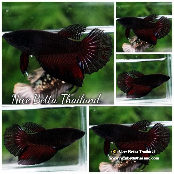 Betta fish Female Vampire Black Warriors HM