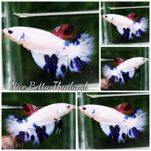 Betta fish Female Fancy Blue Marble HM