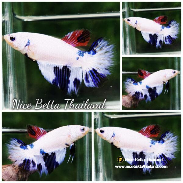 Betta fish Female Fancy Blue Marble HM