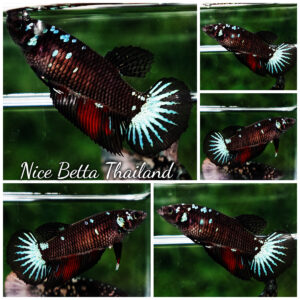 Betta fish Female Black Hole Star HM