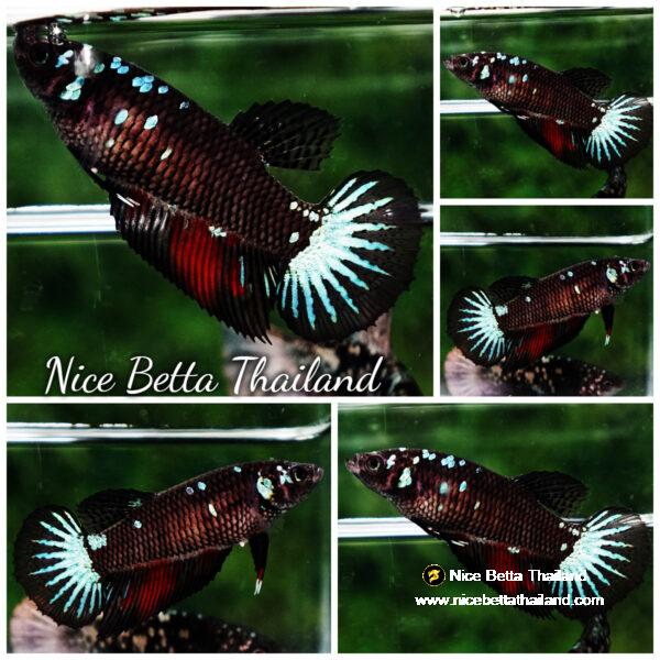 Betta fish Female Black Hole Star HM