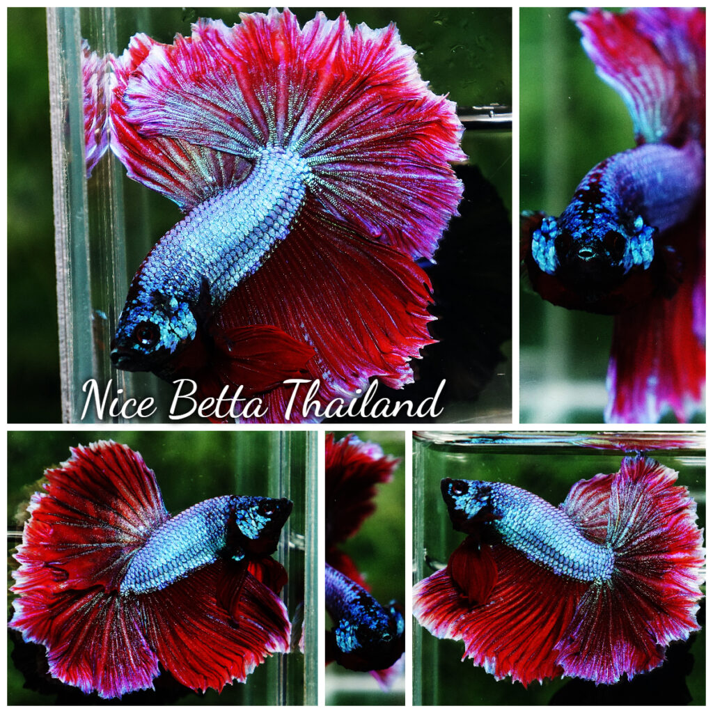 Betta fish Purple Royal Lavender Hawk Feather tail HM ...