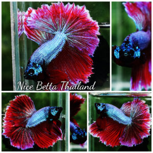 Betta fish Purple Royal Lavender Hawk Feather tail