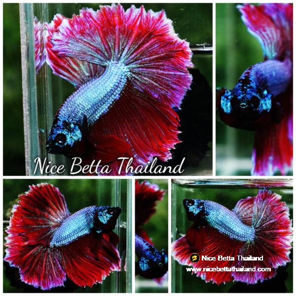 Betta fish Purple Royal Lavender Hawk Feather tail