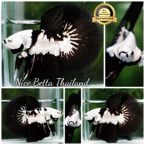 Betta fish Killer Shadow Black Star Samurai (Ultra Rare) HM