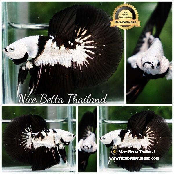 Betta fish Killer Shadow Black Star Samurai (Ultra Rare) HM