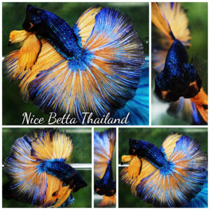 Betta fish Prince of Blue Mustard Gas OHM