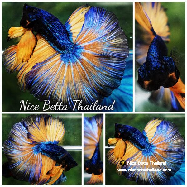 Betta fish Prince of Blue Mustard Gas OHM