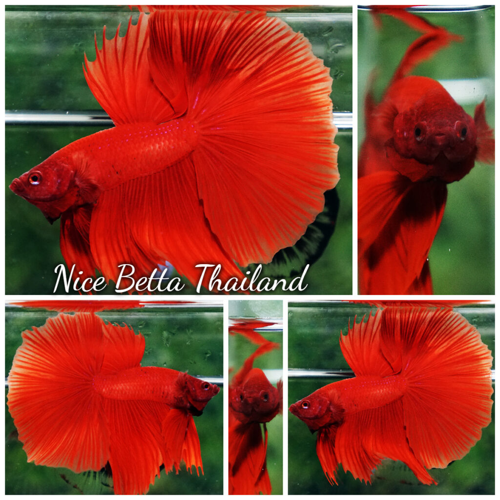 Betta fish Deep Super Red HM - nicebettathailand.com