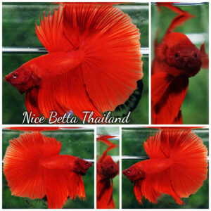 Betta fish Deep Super Red HM