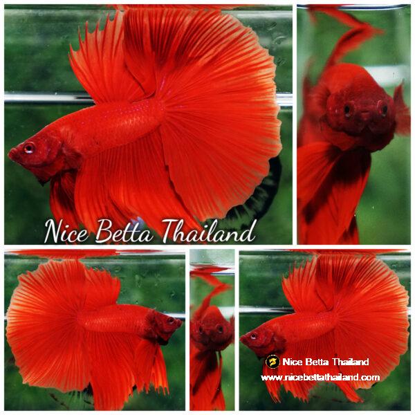 Betta fish Deep Super Red HM