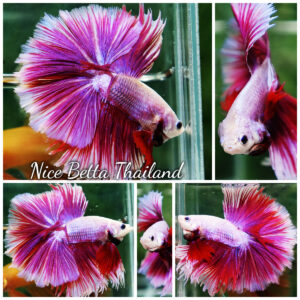 Betta fish Prince of Pink Lavender Hawk HS