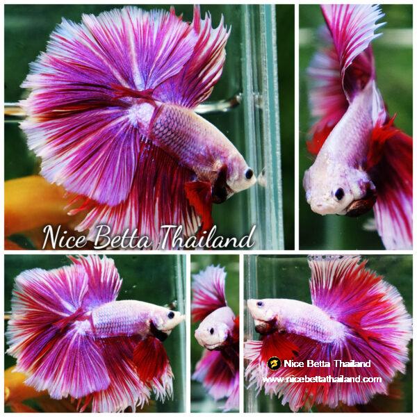 Betta fish Prince of Pink Lavender Hawk HS