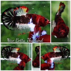 Betta fish Devil Warriors OHMPK