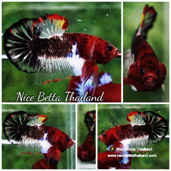 Betta fish Devil Warriors OHMPK