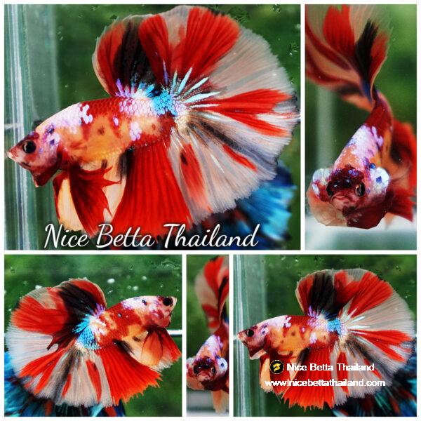 Betta fish Candy Nemo Classic OHM