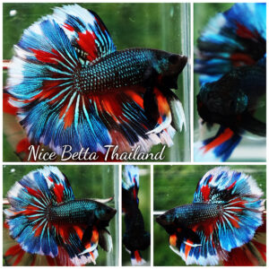 Betta fish Wild Nemo On Fire HM