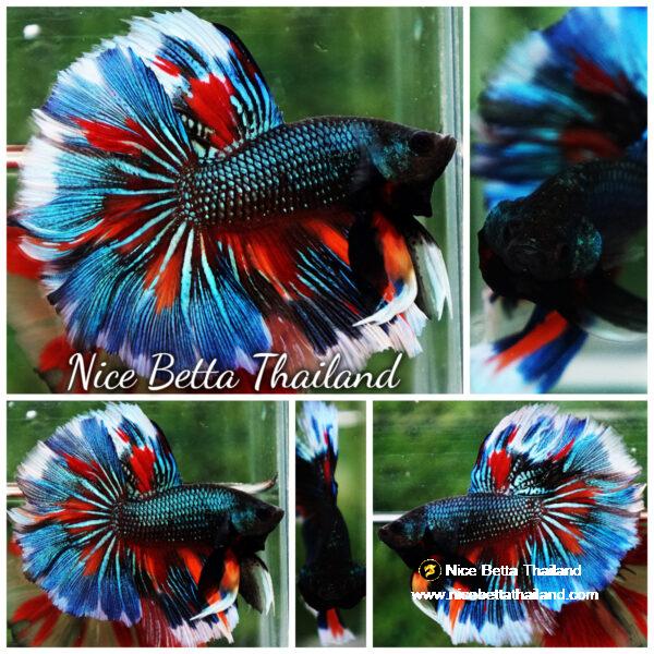 Betta fish Wild Nemo On Fire HM