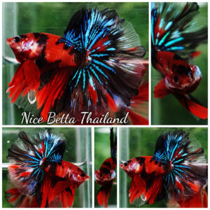 Betta fish Red Tiger Koi Star tail OHM