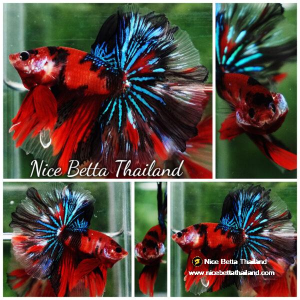 Betta fish Red Tiger Koi Star tail OHM