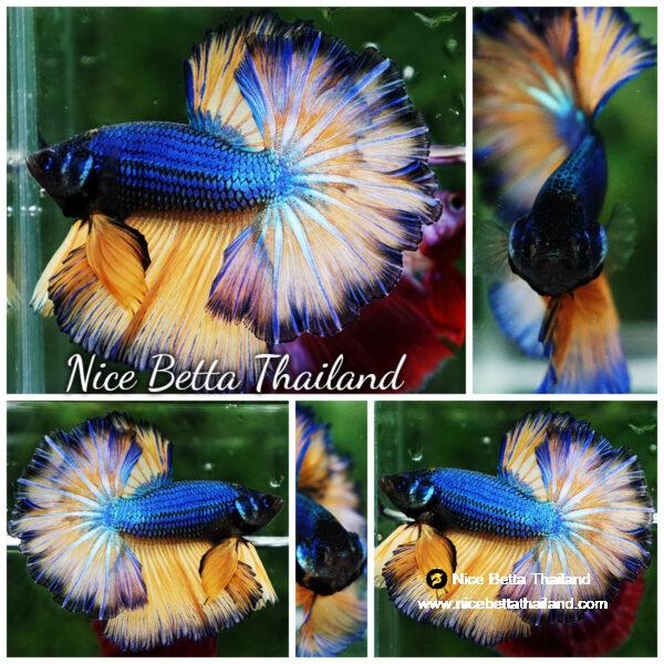 Betta fish Blue Dragon Mustard Gas Rosetail OHM